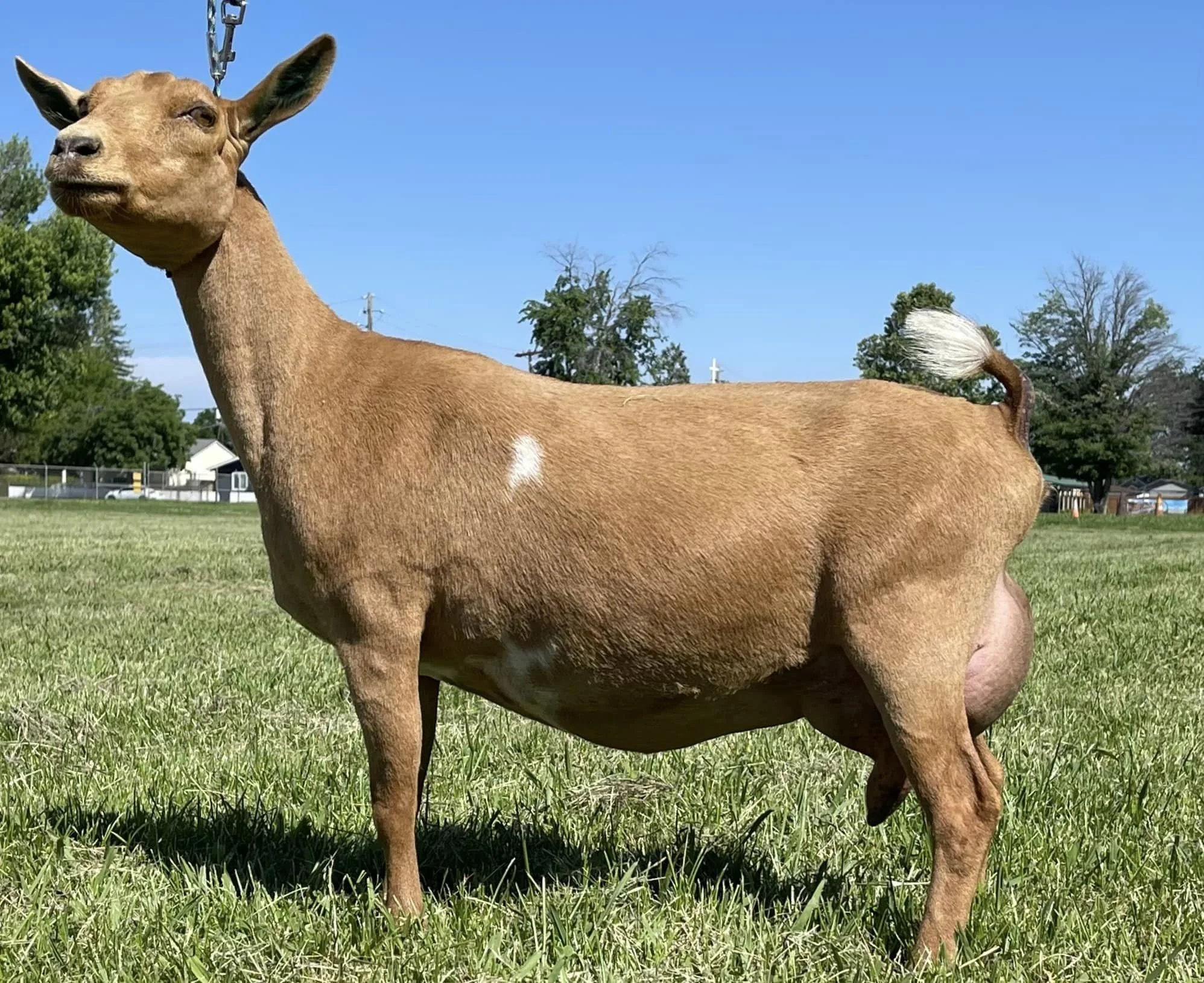 Quaking Canopy Dexter *B — Quaking Canopy Farm Nigerian Dwarf